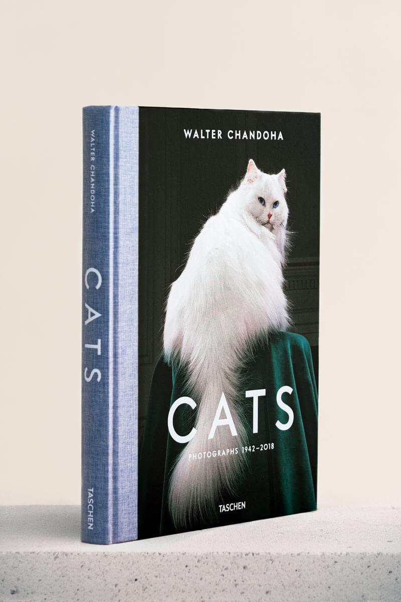 Cats Photographs Walter Chandoha