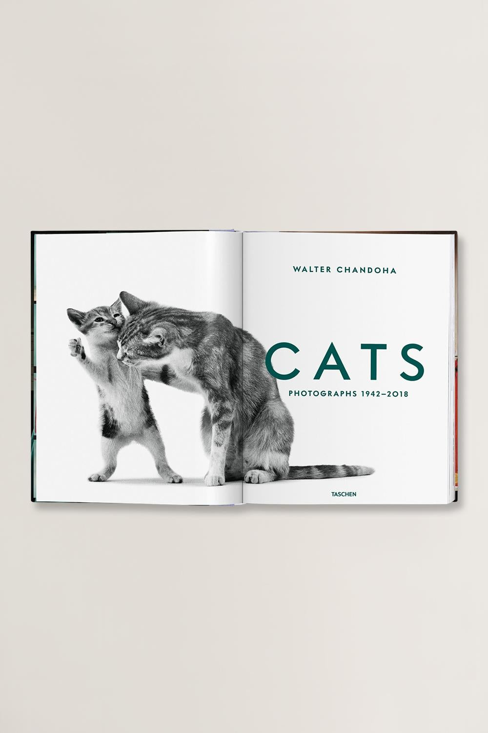 Cats Photographs Walter Chandoha