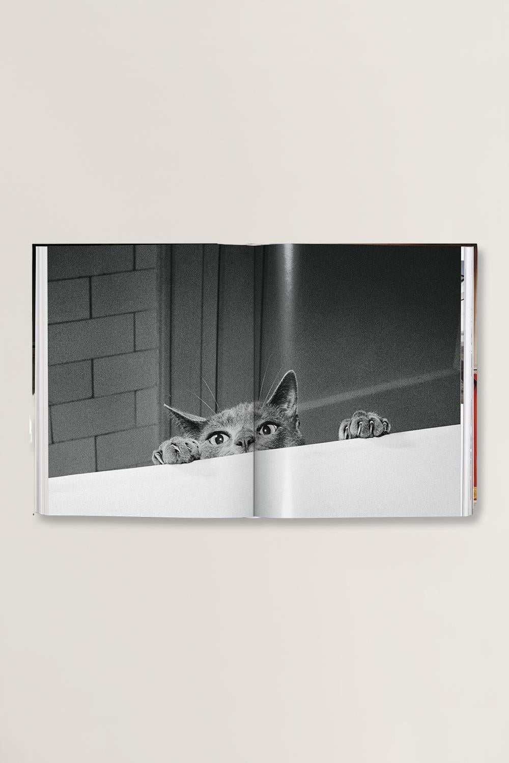 Cats Photographs Walter Chandoha